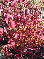Cornus%20kousa%20chinensis%20-%20Herbst.JPG