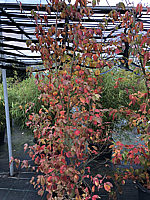 Cornus%20kousa%20chinensis%20-%20Herbstfaerbung.JPG