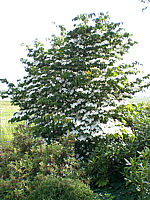 Cornus%20kousa%20chinensis%20-%20Sol%2001.JPG