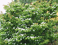 Cornus%20kousa%20chinensis%20-%20Sol%2003.jp2