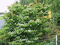 Cornus%20kousa%20chinensis%20Sol%2005.JPG
