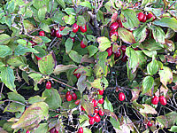 Cornus%20mas%20-%20Beeren.JPG