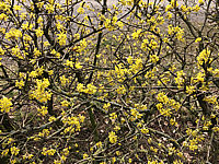 Cornus%20mas%20-%20Blueten%2002.JPG