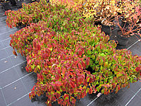 Cornus%20stolonifera%20Kelsey%20-%20Herbst.JPG