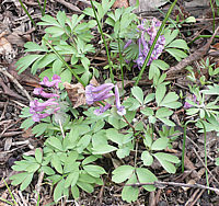 Corydalis%20cava.jpg