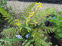 Corydalis%20cheilanthifolia%20002.JPG
