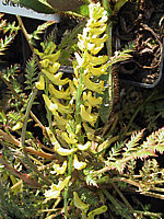 Corydalis%20cheilanthifolia-%20Farnblaettriger%20Lerchensporn.JPG