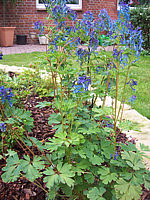 Corydalis%20elata%20Blue%20Summit%2001.JPG