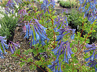Corydalis%20elata%20Blue%20Summit%2002.JPG
