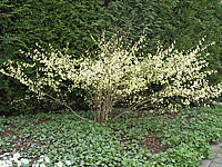 Corylopsis%20spicata1.JPG