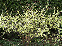 Corylopsis%20spicata2.JPG