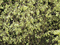 Corylopsis%20spicata3.JPG