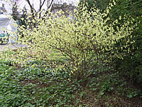 Corylopsis%20spicata4.JPG