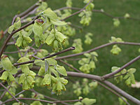 Corylopsis%20spicata5%20-%20Bluete.JPG