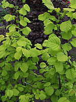 Corylus%20avellana%20Aurea.JPG