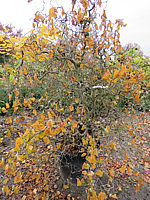 Corylus%20avellana%20Contorta%202m.JPG