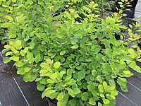 Cotinus%20coggygria%20Ancot%20(Golden%20Spirit)%20-%201m.JPG