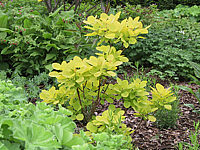 Cotinus%20coggygria%20Ancot%20(Golden%20Spirit)%20-%20Austrieb%20Mai.jpg