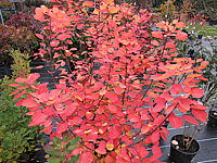 Cotinus%20coggygria%20Ancot%20(Golden%20Spirit)%20-%20Herbstfaerbung.JPG