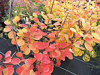 Cotinus%20coggygria%20Ancot%20(Golden%20Spirit)%20-%20Herbstfaerbung1.JPG