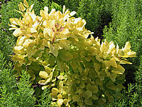 Cotinus%20coggygria%20Ancot%20(Golden%20Spirit).JPG