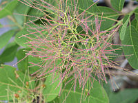 Cotinus%20coggygria%20Green%20Fontaine%20-%20Bluete%201.jpg