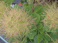 Cotinus%20coggygria%20Green%20Fontaine%20-%20Bluete%202.jpg