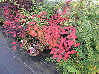 Cotinus%20coggygria%20Royal%20Purple%20-%20Herbstfaerbung.JPG