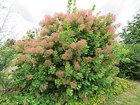 Cotinus%20coggygria%20Rubrifolius%2001.JPG