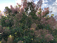Cotinus%20coggygria%20Rubrifolius%2002.JPG