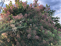 Cotinus%20coggygria%20Rubrifolius%2003.JPG