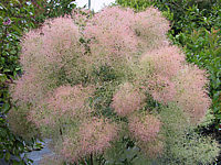 Cotinus%20coggygria%20Young%20Lady%20-%20Blueten1.JPG