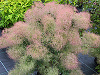 Cotinus%20coggygria%20Young%20Lady%20-%20Blueten2.JPG