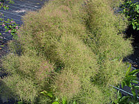 Cotinus%20coggygria%20Young%20Lady%20-%20Blueten3.JPG