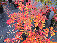 Cotinus%20coggygria%20Young%20Lady%20-%20Herbst2.JPG