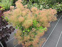 Cotinus%20coggygria%20Young%20Lady%20-%20bluehend.JPG