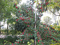 Cotoneaster%20Hybride%20Cornubia%20-%20Sol%20mit%20Beeren.JPG