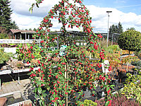 Cotoneaster%20Hybride%20Pendulus%20-%20Sol%20mit%20Beeren.JPG
