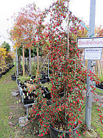 Cotoneaster%20Hybride%20Pendulus%20-%20Sol.JPG