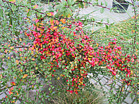 Cotoneaster%20dammeri%20Coral%20Beauty%20-%20Fruechte.JPG