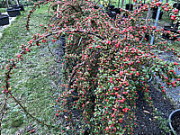 Cotoneaster%20dammeri%20Coral%20Beauty%20-%20haengendes%20Staemmchen%20Herbst.JPG
