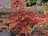 Cotoneaster%20horizontalis%20-%20mit%20Beeren01.JPG
