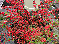 Cotoneaster%20horizontalis%20-%20mit%20Beeren02.JPG