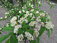 Cotoneaster%20salicifolius%20Floccosus%20-%20Blueten.JPG