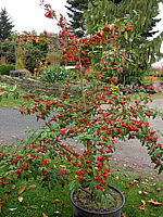 Cotoneaster%20salicifolius%20Floccosus%20-%20mit%20Beeren1a.JPG