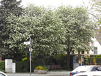 Crataegus%20Carrierei%2001.jpg