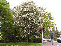 Crataegus%20Carrierei%2002.jpg