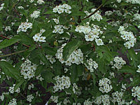 Crataegus%20Carrierei%2003.JPG