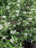 Crataegus%20Carrierei%2004.jpg