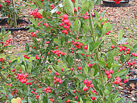 Crataegus%20Carrierei%2005.JPG